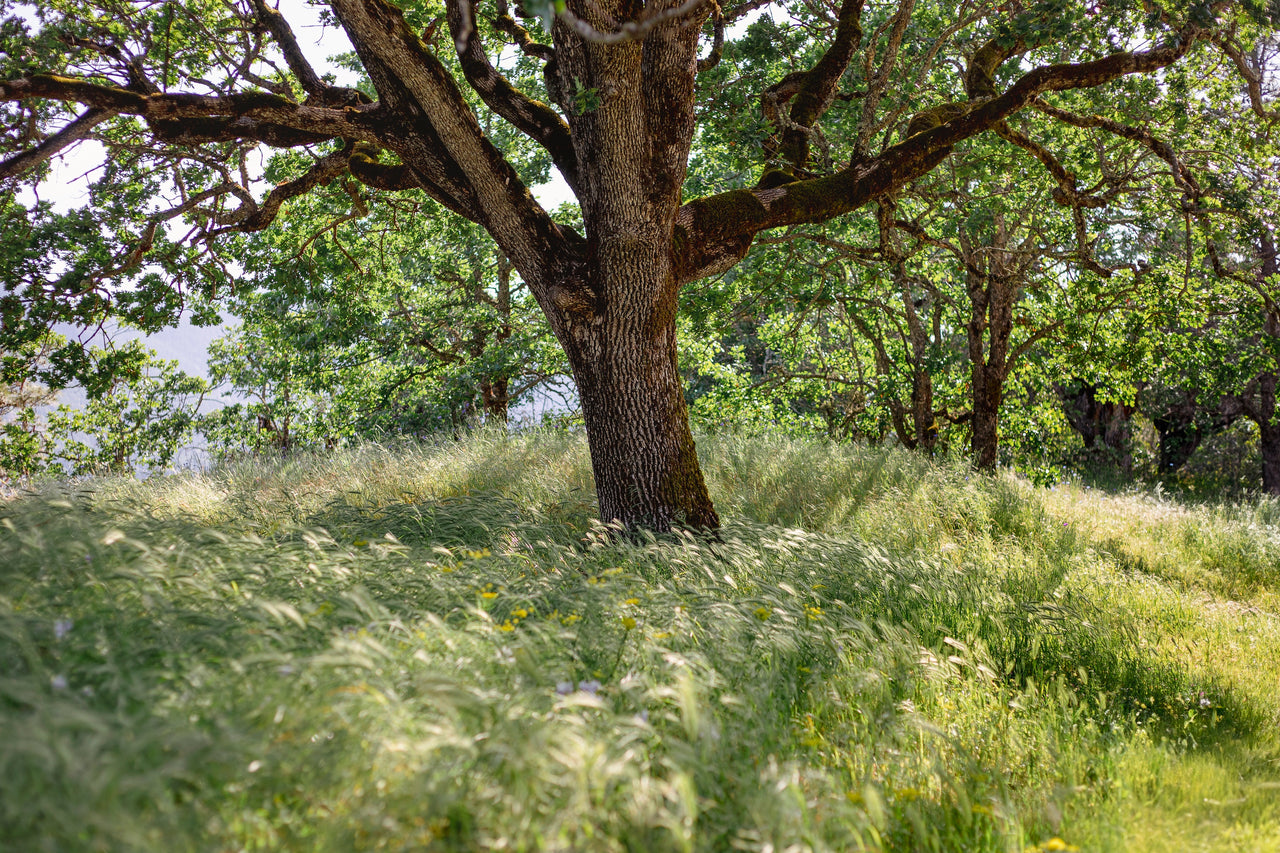 Bow Often by Genevieve Pierson