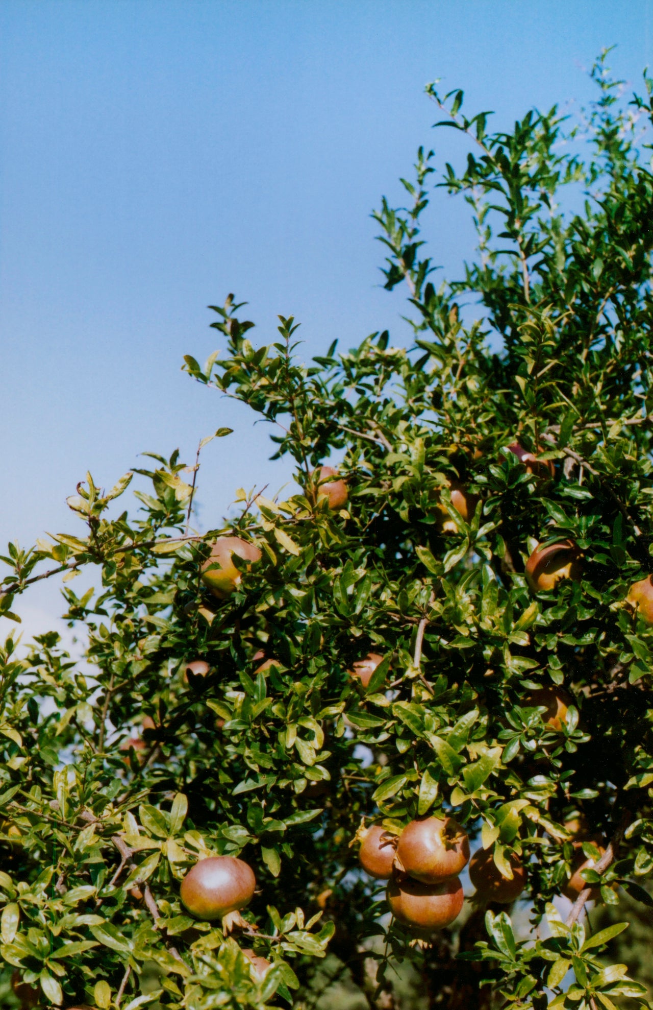 Fruit From An Old Tree by Genevieve Pierson